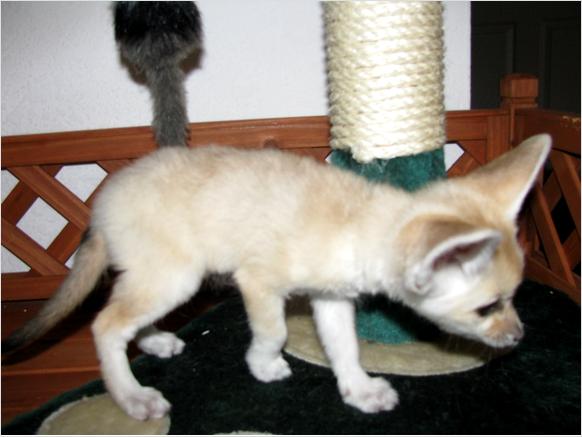 Home Trained Fennec Fox Babies Image eClassifieds4u