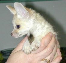 *Gorgeous Fennec Fox Kits!! Image eClassifieds4u 2