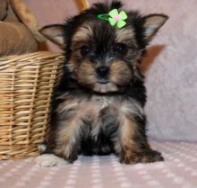 FANTASTIC MORKIE PUPPIES FOR SALE Image eClassifieds4U