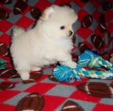 Lovely Pomeranian Puppies for Sale Image eClassifieds4U