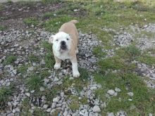Well Trained English Bulldog Puppies Image eClassifieds4u 3