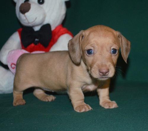 Mini Dachshund Pups Image eClassifieds4u