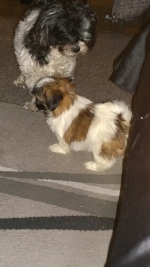 puppy 4 sale Image eClassifieds4u