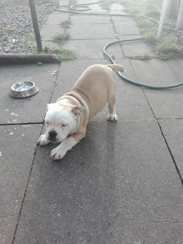 Well Trained English Bulldog Puppies Image eClassifieds4u