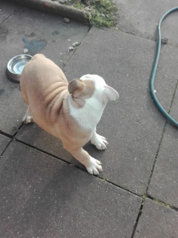 Well Trained English Bulldog Puppies Image eClassifieds4u