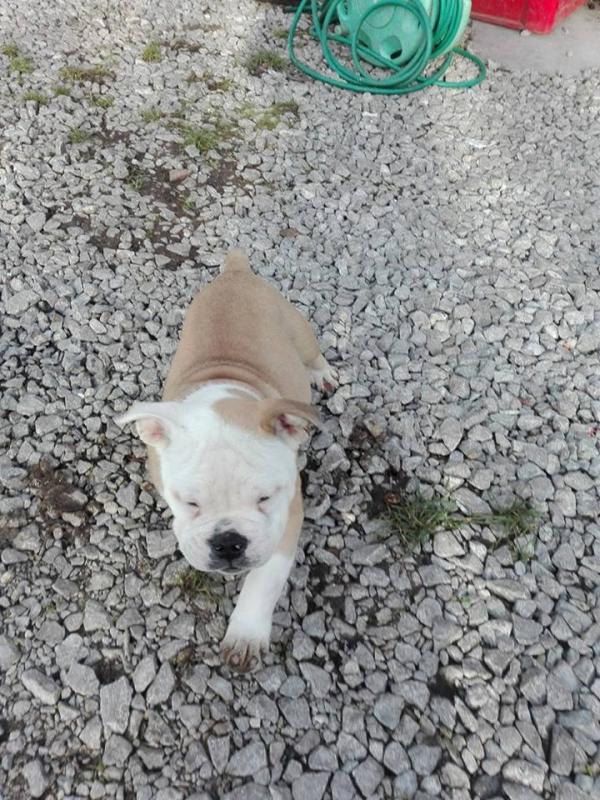 Well Trained English Bulldog Puppies Image eClassifieds4u