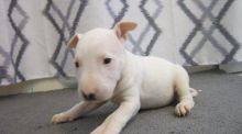Amazing Bull Terrier Puppies