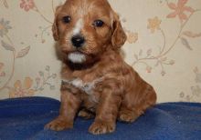 Cockapoo Puppies Available