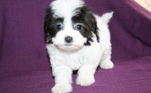 Cute Male and Female Havanese Puppies