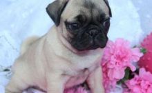 Fawn Pug puppies For Sale