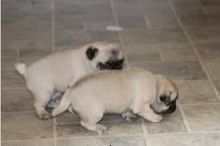 Fully Vaccinated Adorable Pug Puppies text at ( 615-442-3283)