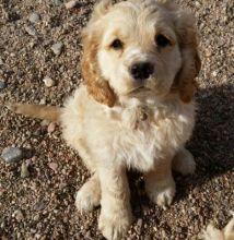 Golden Cocker Retriever puppies for sale