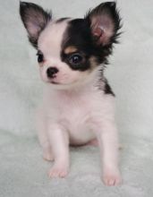 Gorgeous spunky chihuahua puppies available