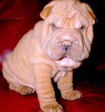 Lovely pure breed Chinese Shar Pei puppies