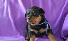 Male and female Rottweiler puppies for pet lovers