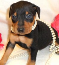 Miniature Pinscher puppies for sale