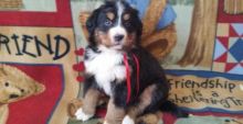 Outstanding Bernese Mountain Puppies for sale