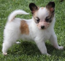 Papillon Puppies Available For Caring Families