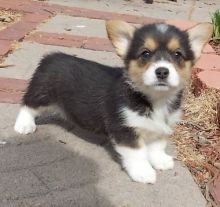 Pembroke Welsh Corgi Puppies For Sale