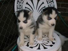 Siberian Husky Puppies Blue eyes Ready