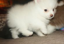 Top Quality Registered Pomeranian