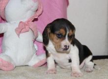 Tri Coloured Beagles Puppies Ready Now