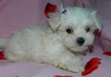 Very Sweet Charming Maltese Puppies