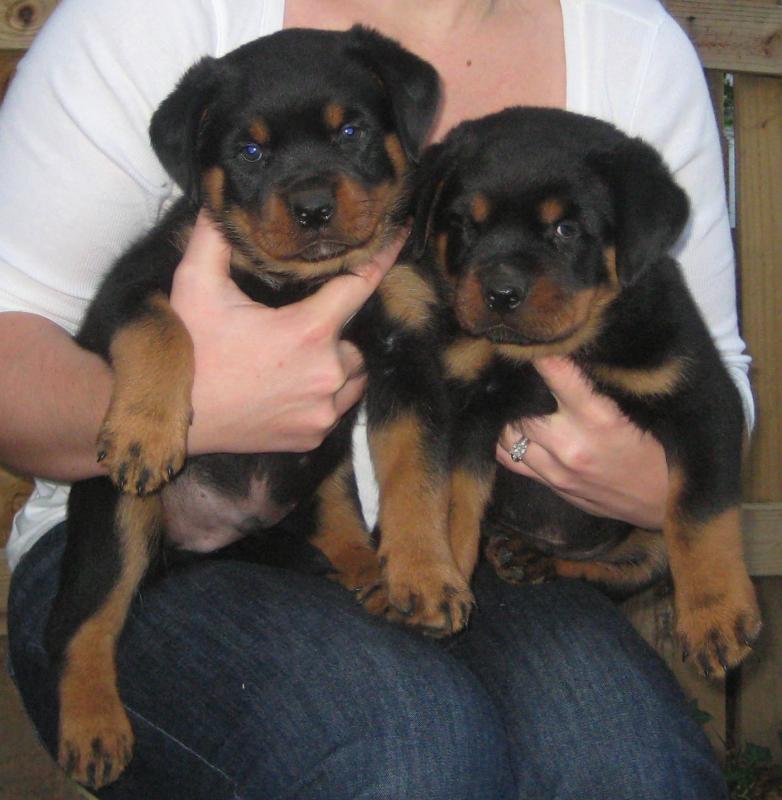 beautiful, adorable, intelligent Rottweiler puppies. Image eClassifieds4u