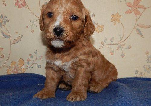 Cockapoo Puppies Available Image eClassifieds4u