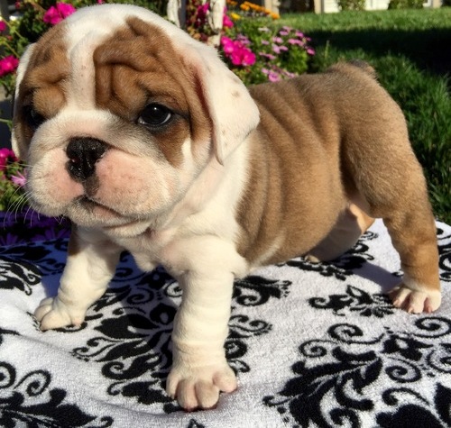 English Bulldog Puppies Image eClassifieds4u