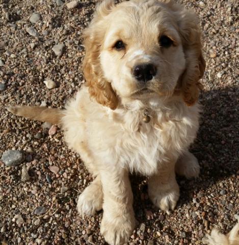 Golden Cocker Retriever puppies for sale Image eClassifieds4u