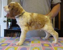 Beautiful house trained Brittany puppies Image eClassifieds4U