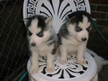 Male and Female Siberian Husky Pups Image eClassifieds4U