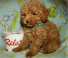 Poodle Puppies for Sale Image eClassifieds4U