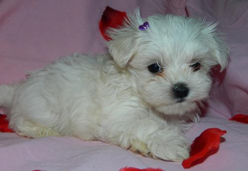 Very Sweet Charming Maltese Puppies Image eClassifieds4u