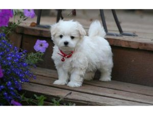 Beautifull Maltese Ready for a new family Image eClassifieds4u
