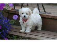 Beautifull Maltese Ready for a new family