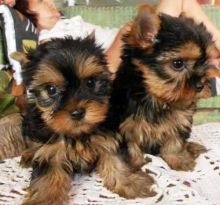Adorable Yorkie Puppies(819) 412-1240