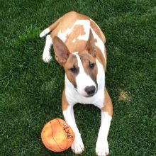 English Bull Terrier play date