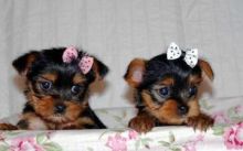 Nice and Healthy Yorkshire Puppies Available