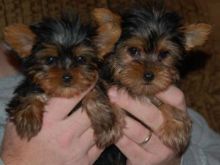 Quality Tiny Yorkie Puppies