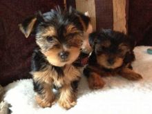 Two Top Class Yorkshire Puppies Text (819) 412-1240