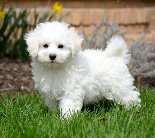 Fantastic White Bichon Frise puppies available Image eClassifieds4u