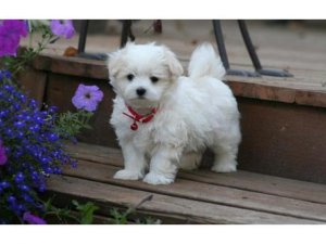 Proud Maltese Puppies with gurantee. Image eClassifieds4u