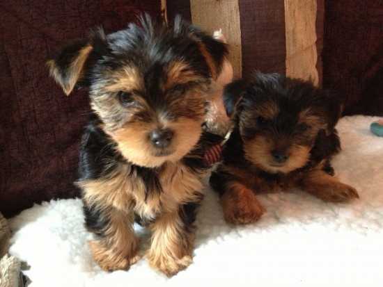 Two Top Class Yorkshire Puppies Text (819) 412-1240 Image eClassifieds4u
