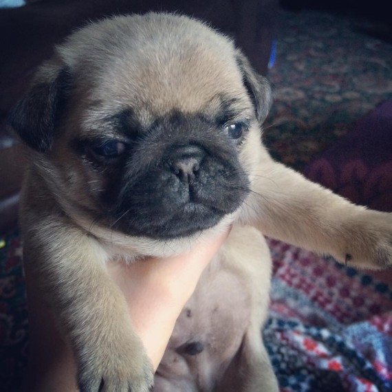 Male and female Pug Puppies. Image eClassifieds4u