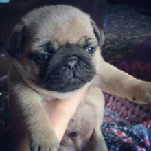 Male and female Pug Puppies.