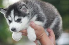 AKC registered Siberian husky puppies for adoption