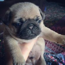 Male and female Pug puppies for adoption .