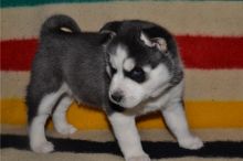 Pure Bred Full Pedigree Siberian Husky Pups.Contact us at (lassanamorki223@gmail.com)